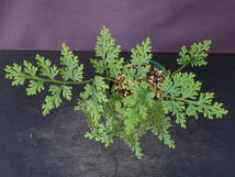 セラギネラ サイアメンシス (Selaginella siamensis)_画像4