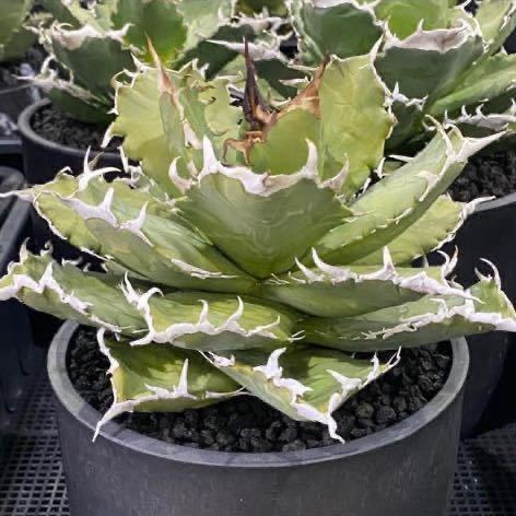 ヤフオク! -「台湾」(アガベ) (観葉植物)の落札相場・落札価格