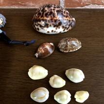 貝殻・巻貝（全27個セット）ホシダカラ貝・マキ貝 コレクション_画像2