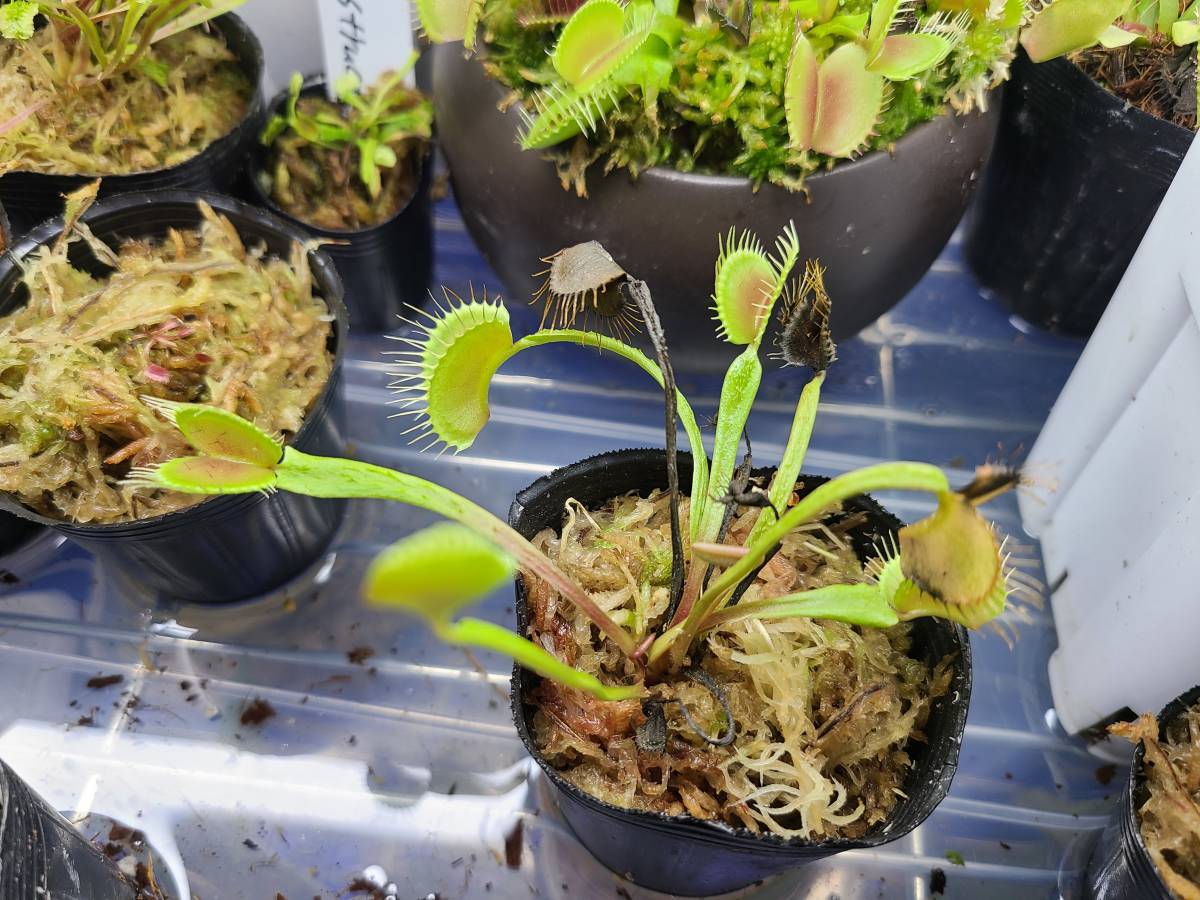 Dionaea muscipula Wine Mouth GC ディオネアマスシプラ ワインマウス