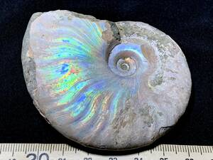 ... fossil Anne mo Night clio ni Sera s. color *5*119g( China production fossil specimen )