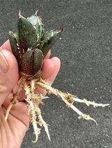 アガベ 多肉植物　チタノタ　三叉戟　厳選極上棘発根済み狂刺美株_画像6