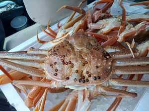 matsuba crab large ( pair lack ) Boyle 12 entering 3.0kg box 17500 jpy prompt decision.