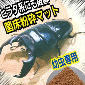 ヒラタ系にも抜群！菌床粉砕クワガタマット☆瓶に詰めるだけ！モリモリ食べ大きくなる！菌糸の甘い香りします！オオクワガタにもお薦め！