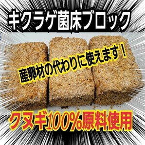 カブトムシ幼虫の栄養強化に！キクラゲ菌床ブロック【3個】マットに埋め込むだけでモリモリ食べる！クワガタの産卵木の代わりにも使えます