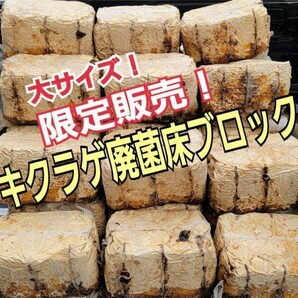 カブトムシ幼虫の栄養強化に！キクラゲ菌床ブロック【4個】マットに埋め込むだけでモリモリ食べる！クワガタの産卵材の代わりにも使えます