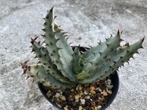 アロエ マルロシー Aloe Marlothii 鬼切丸 多肉植物_画像6