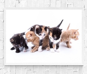 【フレーム付-白-】インテリアポスター 猫 ネコ 可愛いニャンコ A3サイズ ip10