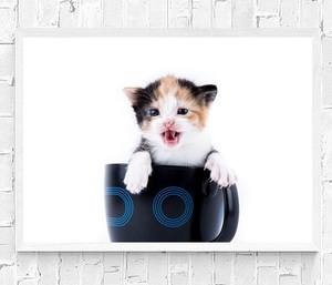 【フレーム付-白-】インテリアポスター 猫 ネコ 可愛いニャンコ A2サイズ ip4