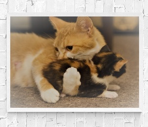 【フレーム付-白-】インテリアポスター 猫 ネコ 可愛いニャンコ A3サイズ ip20