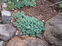 露地植えもできます☆彡