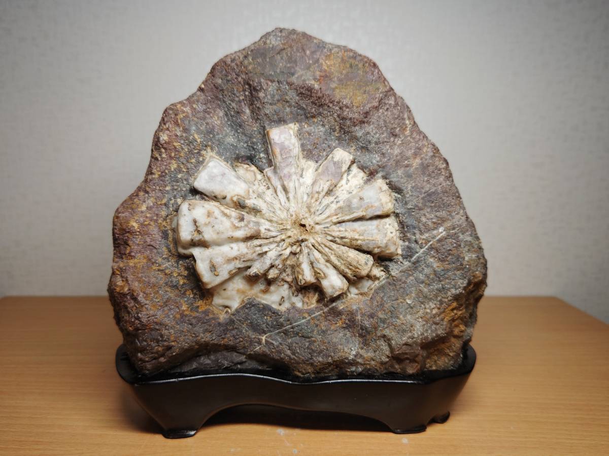 ヤフオク! -菊花石 根尾谷産の中古品・新品・未使用品一覧