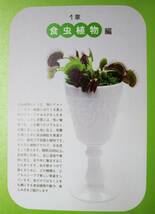 マジカルプランツ/食虫植物・多肉植物・ティランジアをおしゃれに楽しむ■木谷美咲■山と渓谷社/2012年/初版_画像4