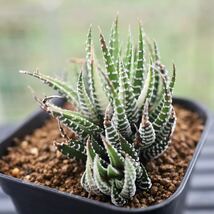 ハオルチア　十二の巻錦　Haworthia fasciata f.variegata 子付き　班入り　多肉植物　十二の光_画像5