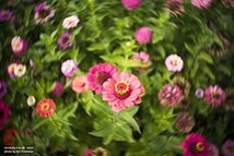 Lensbaby 単焦点レンズ Trio 28 28mm F3.5 フジフイルム Xマウント Sweet/Velvet/twist切替式 マニュアルフォーカス_画像4