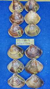 蛤　YS−1129-7　45mm12個　江戸前　貝合わせ　貝覆い　ハマグリ　貝殻　標本　材料