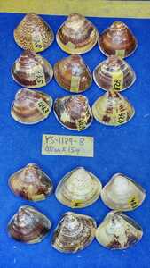 蛤　YS−1129-8　40mm15個　江戸前　貝合わせ　貝覆い　ハマグリ　貝殻　標本　材料