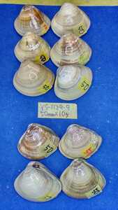 蛤　YS−1129-9　50mm10個　江戸前　貝合わせ　貝覆い　ハマグリ　貝殻　標本　材料