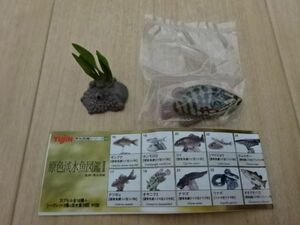 原色淡水魚図鑑 Ⅱ オヤニラミ フィギュア ユージン ガシャポン 原色図鑑シリーズ サカナ さかな 魚 Miniature Toy Fish Figure