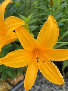 ヤフオク キスゲの中古品 新品 未使用品一覧 ヤフオク キスゲの中古品 新品 未使用品一覧