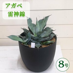 現品販売 アガベ 雷神錦 8号 B 多肉植物 観葉植物 ドライガーデン