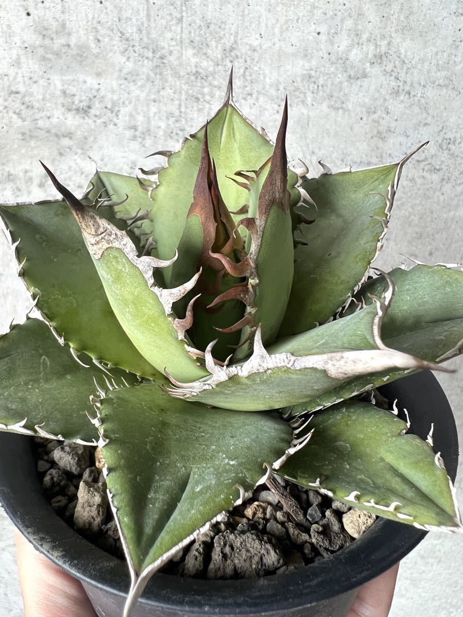 ヤフオク! -「黒鯨」(アガベ) (観葉植物)の落札相場・落札価格