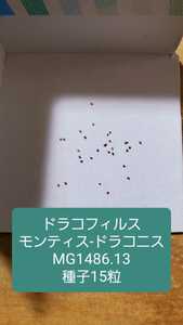 ドラコフィルス　モンティス-ドラコニス MG1486.13 種子15粒