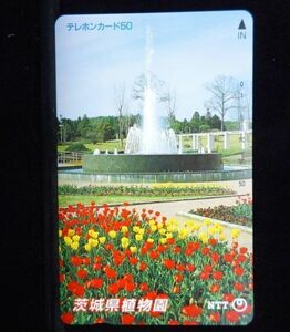 テレカ 50度 茨城県植物園 チューリップ 噴水 未使用 S-0015