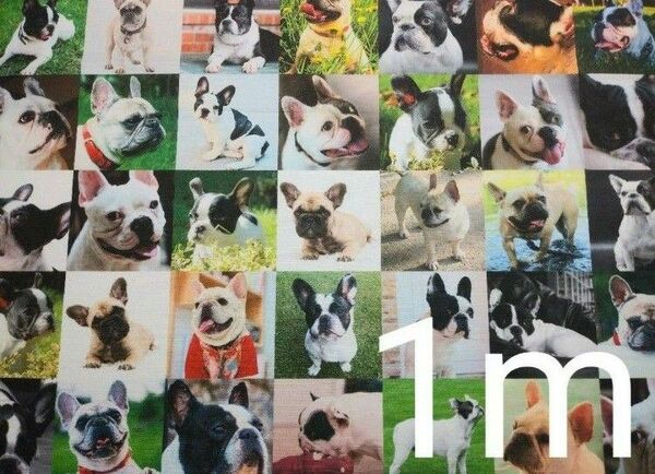 【ゆきちゃん限定】X038-2 フレンチブルドック 犬 パネル柄 生地 1m
