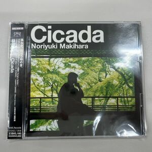 USED　Cicada 槇原敬之 CD　(843)