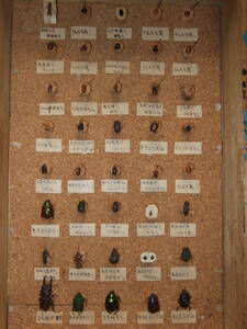 昆虫標本/ガラスケース付き：昆虫４０匹/てんとう虫・はむし・コガネムシ・はなもぐり・その他色々