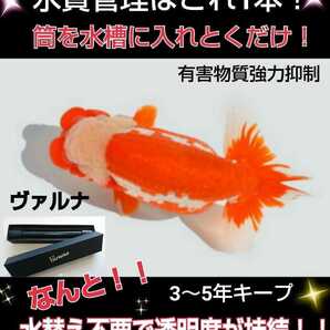 水槽の水が綺麗になります【ヴァルナ23㎝】水替え不要で透明度を抜群に保ちます!有害物質や病原菌も強力抑制!魚が元気に長生きします!