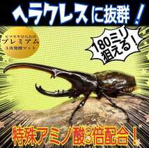 外国産カブトムシに抜群！プレミアム3次発酵マット【2袋】特殊アミノ酸強化！ヘラクレス180ミリ羽化実績　産卵にも抜群！トレハロース増量_画像9