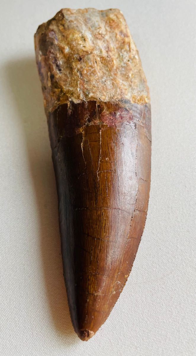 化石 高品質 古代哺乳類 オレオドンの歯 顎 Oreodont ORE-21|PayPayフリマ