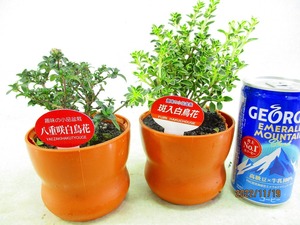 白鳥花の値段と価格推移は 49件の売買情報を集計した白鳥花の価格や価値の推移データを公開 白鳥花の値段と価格推移は 49件の売買情報を集計した白鳥花の価格や価値の推移データを公開