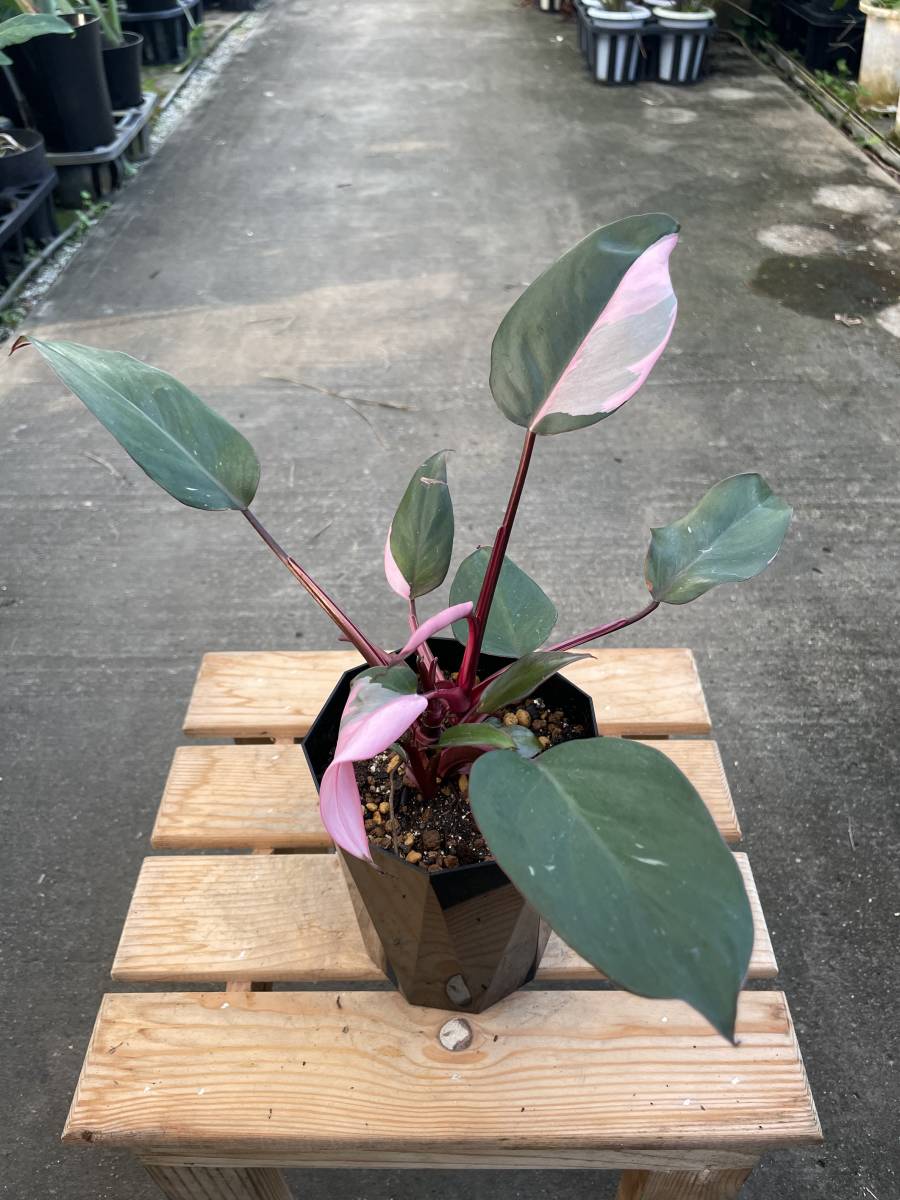 ヤフオク! -「フィロデンドロンピンクプリンセス」(観葉植物) の落札