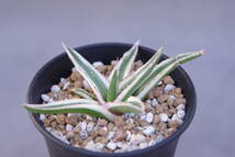 １円～　アガベ　笹の雪　氷山　Agave victoriae-reginae variegata　発根済_画像4