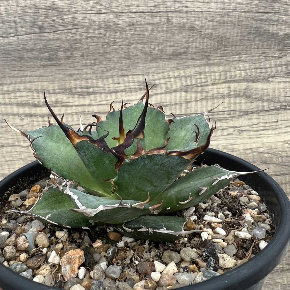 17500円アウトレット 店舗 福岡 ○日本正規品○ 多肉植物アガベ