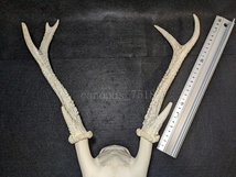 【白角】雄鹿の頭骨 20220917 オス シカ インテリア スカル トロフィー 骨格標本 頭蓋骨 頭骨標本 鹿の角 鹿角 角 ツノ 鹿 頭 骨_画像8