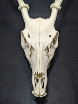 【白角】雄鹿の頭骨 20220917 オス シカ インテリア スカル トロフィー 骨格標本 頭蓋骨 頭骨標本 鹿の角 鹿角 角 ツノ 鹿 頭 骨_画像2