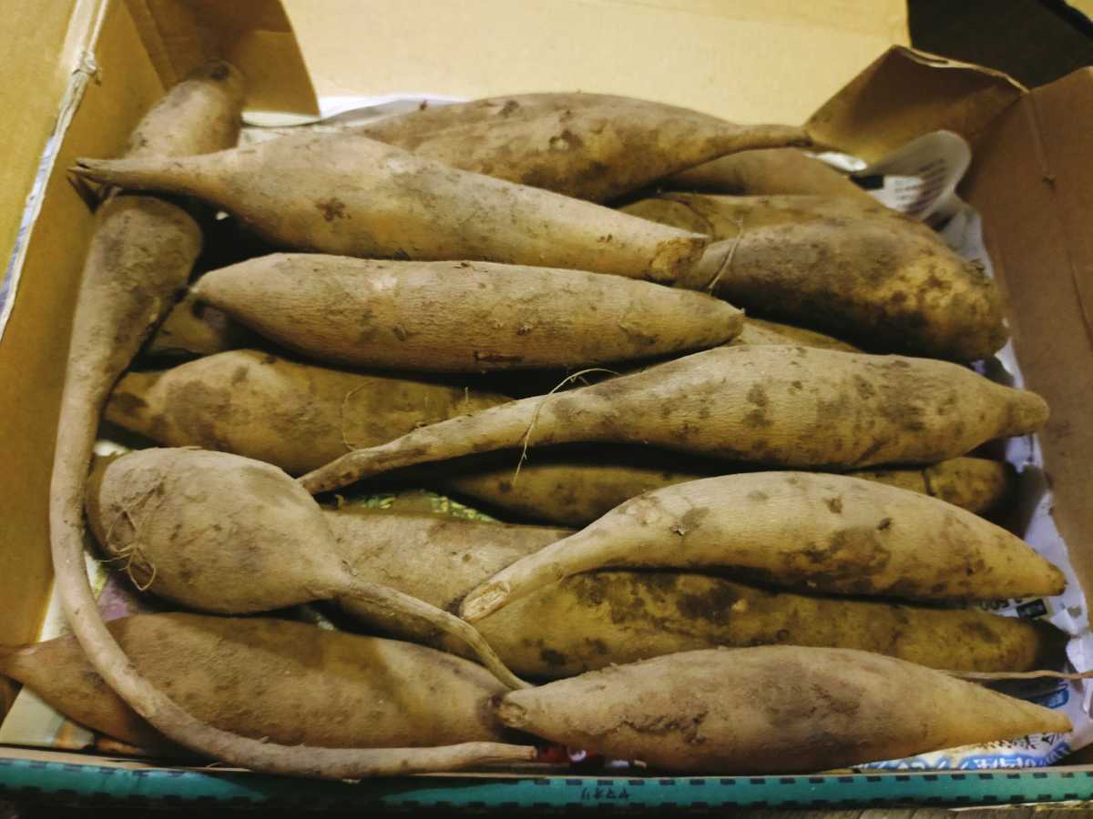 国産無農薬栽培キャッサバ芋の苗 40本セット