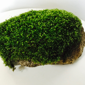  large natural stone .... mountain moss C