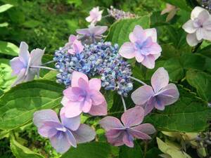 ヤフオク アジサイ ダンスパーティー の落札相場 落札価格 ヤフオク アジサイ ダンスパーティー の落札相場 落札価格