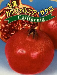 大実 ザクロ カリフォルニア 苗木