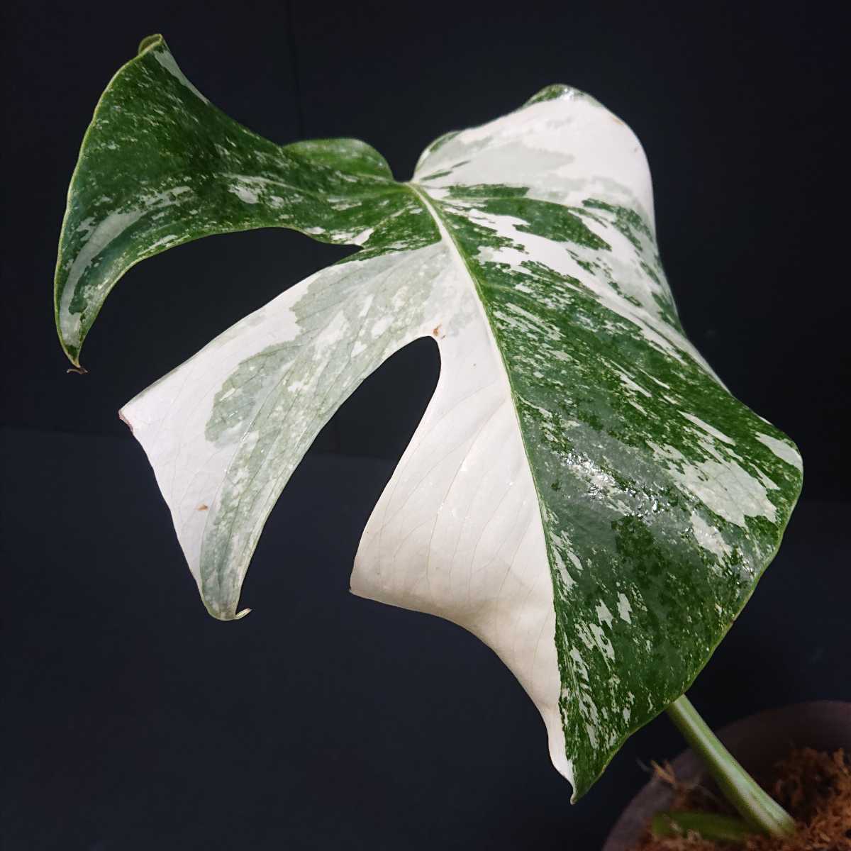 ヤフオク! -「ホワイトタイガー」(観葉植物) の落札相場・落札価格 ヤフオク! -「ホワイトタイガー」(観葉植物) の落札相場・落札価格