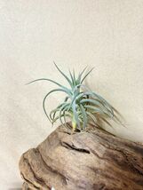 【Frontier Plants】 チランジア・ストリクタ・アルビフォリア　T. stricta var. albifoliaブロメリア エアープランツ_画像3