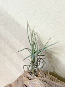 [Frontier Plants]chi Ran jia* Towny yellow T. Tawny Yellow (T. crocata X T. mallemontii) air plant brome rear 