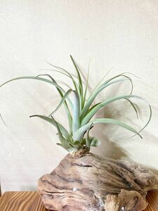 [Frontier Plants][ reality goods ]chi Ran jia*fmi squirrel T. humilis air plant brome rear 