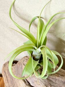 【Frontier Plants】【現品】チランジア・カーリングアイロン T. Curling Iron (T. streptophylla X T. xerographica)