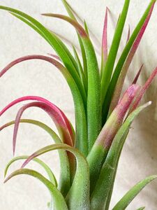 【Frontier Plants】【現品】チランジア・アメイジング（アメージング） T. Amazing (T. streptophylla X T. ionantha Fuego)